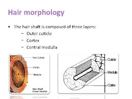 The cortex the cortex forms the main bulk and pigment (colour) of your hair. Forensic Biotechnology The Forensic Analysis Of Hair T