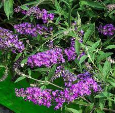 Buddleja Davidii Free Petite Butterfly Bush For Sale Online Butterfly Bush Buddleja Davidii Ornamental Plants