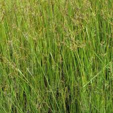 Image result for Pycreus nitidus