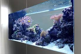 Raumteiler Buro Aquariumwest Premium Aquariumbau Www Aquariumwest De Meerwasseraquariumpodcast Markusm Meerwasser Aquarium Meerwasser Aquaristik Aquarien