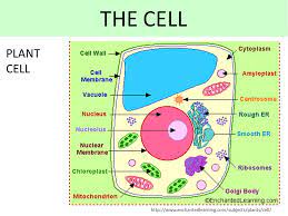 The Cell What Does This Mean The Basic Unit Of Live That It Is Capable Of Surviving By Itself Every Organism On The Planet Is Formed By Cells And It Ppt For example, a plant cell has a sturdy cell wall cover, while an animal cell has only a thin, malleable cell membrane. every organism on the planet is formed