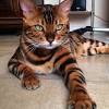 Please review paypal's policies if you are unsure as to whether your payment will incur if you are seriously interested in a boydsbengal kitten or adult, please fill out our application and then follow up with a text or email if you have not. 1