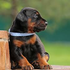 Join millions of people using oodle to find puppies for adoption, dog and puppy listings, and other pets adoption. Find Doberman Puppies For Sale Breeders In California