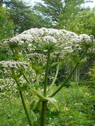 We've chosen the most common weeds found in lawns and gardens, and provided the essential information you need for identifying and managing them. Beware Of The Beautiful Maine Weed That Can Cause Blindness Burns Wgme