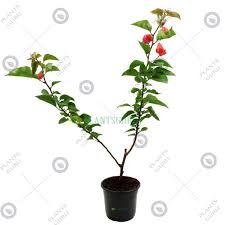 Check spelling or type a new query. Buy Bougainvillea Orange King Flower Plant Online At Plantsguru Com