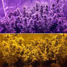 Led grow lights vs mh hps. Viparspectra Leds Vs Hps Grow Journal 1 Pound Harvest Grow Weed Easy