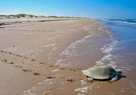 Padre Island National Seashore The Adventures Of Trail Hitch