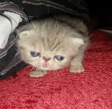 Join millions of people using oodle to find kittens for adoption, cat and kitten listings, and other pets adoption. Exotic Cats For Sale Ohio