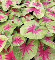 No flopping, unlike some panicle hydrangeas! Insider S Guide To Top 2020 Picks Four Star Greenhouse
