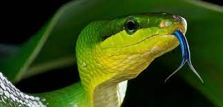 Snake.is mlg is a cool snake game where you have to collect snacks, drinks and pizza to grow. Snakes News Research And Analysis The Conversation Page 1