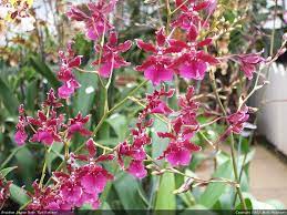 Orchid Photo Galleries Oncidiums Tolumnias Equitant Oncidiums Odontoglossum And Their Hybrids Oncidium Oncidium Orchids Orchids
