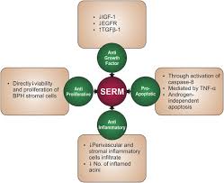 Image result for Selective Estrogen Receptor Modulator