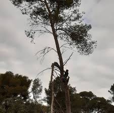 Profile for Garden&co valentin Eddy