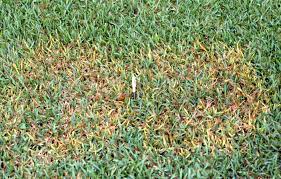 What is the difference between bermuda grass and st. Quick Tip 4 Signs Your Lawn Has Too Much Irrigation The Masters Lawn Care