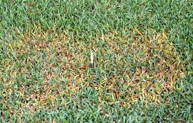 Be sure to check out the lawnifi tm new lawn starter box if you are currently installing st. Quick Tip 4 Signs Your Lawn Has Too Much Irrigation The Masters Lawn Care