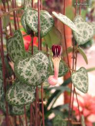Image result for Ceropegia meyeri-johannis