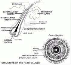 There are three layers to the hair: The Anatomy And Structure Of Hair American Shea Butter Institute