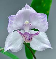 Image result for Cynorkis debilis