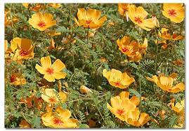 Small 2 inch leaves will grow from the stems when there is enough moisture. Arizona Poppy Kallstroemia Grandiflora Desertusa