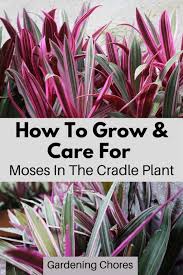 The most important parts of these plants are the leaves which can grow up to 1 foot (30 cm) tall and 3 inches (7.6 cm) wide. Moses In The Cradle Plant How To Care For Tradescantia Spathacea