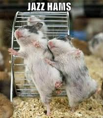 Image result for funny pics of animals