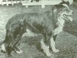 Dickson S Hemp Isds 153 01 Nov 1916 Cao Preto Tricolor Black Tricolor Dog Ancestrais Ancestors Herdman S Tommy 16 Old Kep Border Collie Collie Dog Lovers