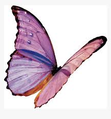 All our images are transparent and free for personal use. Image Of A Purple Butterfly Flying Moth Png Transparent Png Transparent Png Image Pngitem