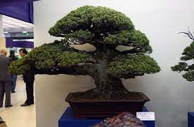 The Most Expensive Bonsai Tree Indoor Bonsai Tree Bonsai Tree Bonsai Tree Care