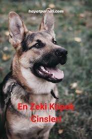 En Zeki Kopek Cinsleri 2020 Kopek Egitimi Kopek Evcil Hayvanlar