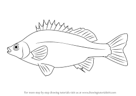 How To Draw A Silver Perch Drawingtutorials101 Com Drawings Perch Fishing Fish Silhouette