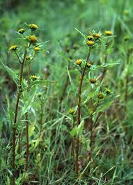 Image result for Bidens oligoflora