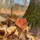 Forest Bathing w/Anoka-Hennepin Community Ed. event image