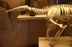 Yahoo Login Skull And Bones Xray Art Anteater