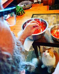 Ignoring the fact that squid is often expensive and thus many human owners will be less than enthusiastic about sharing with their furry companions, squid is only safe for kitty consumption some of the time. Begging For Christmas Prawns Gingercats