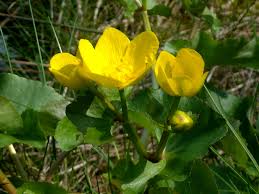 Strahlend gelbe butterblume wachsen bei uns zahlreich auf wildwiesen. Sumpfdotterblume Butterblume