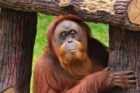 Asia kaya akan fauna yang dapat di manfaatkan oleh manusia, maupun fauna liar dan fauna yang dilindungi. Persebaran Fauna Di Indonesia Ada Fauna Asiatis Hingga Fauna Australis Semua Halaman Bobo