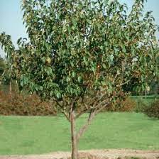 A warm welcome to blackmoor nurseries, the uk's leading specialist fruit nursery. Crabapple Trees For Sale Dolgo Crabapple Trees For Sale Chief River Nursery