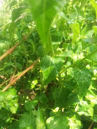 pin by رافضيه للموت اعشقك يا علي ع on الطبيعه عنوان الجملال صور جميله عن الطبيعه plant leaves plants leaves
