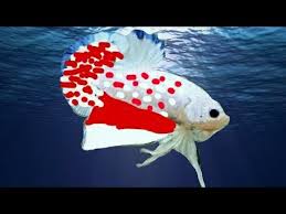 Agar nantinya dapat mengusir segala perasaan yang sedang tak enak hati itu. Gambar Animasi Ikan Cupang Hitam Putih Kumpulan Gambar Menarik