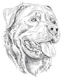 Bootleg theater‏ @bootlegtheater 2 нояб. Rottweiler Rottweiler Tattoo Dog Drawing Rottweiler