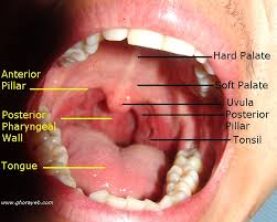 Oral Cavity Anatomy Anatomy Drawing Diagram