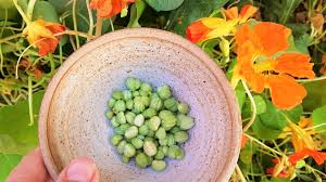 Image result for Nasturtium