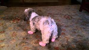 Maybe you would like to learn more about one of these? Shih Tzu Wearing Shoes Youtube