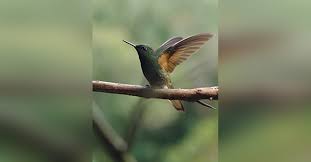 Obituary information for Christina Diane Powell