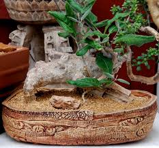 Image result for Fockea multiflora