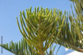 Image result for Arauk rie Araucaria