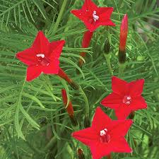 Image result for Ipomoea quamoclit