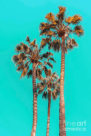 There are many growing in our locality. Palm Spring Trees Breezy Palm California Laguna Beach Sunny California Palm Tree Leaves Photograph By Radu Bercan
