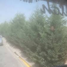 Yasli Kurt Olgun28244336 Twitter