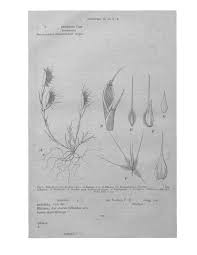 Image result for Pseudobromus engleri
